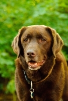 Picture of chocolate Labrador puppy