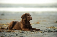 Picture of chocolate Labrador puppy