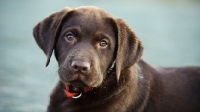 Picture of chocolate Labrador puppy