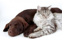 Picture of Chocolate Labrador resting next to cat