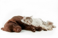 Picture of Chocolate Labrador resting next to cat