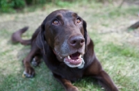 Picture of Chocolate Labrador Retriever with greenery background.
