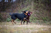 Picture of chocolate Labrador retriever and mongrel dog playing in a natural environment