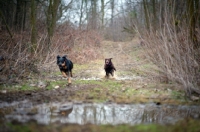 Picture of chocolate Labrador retriever and mongrel dog running through puddles in a forest