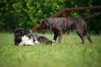 Picture of chocolate Labrador retriever and border collie making aquaintance