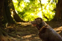 Picture of chocolate Labrador Retriever in forest