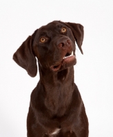 Picture of chocolate labrador retriever, looking up
