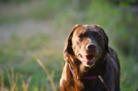 Picture of chocolate labrador retriever looking at at the camera