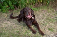 Picture of Chocolate Labrador Retriever lying down with greenery background.