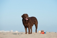 Picture of chocolate Labrador Retriever on beach