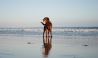 Picture of chocolate Labrador Retriever on beach