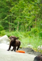 Picture of Chocolate Labrador Retriever puppy posing for a picture 