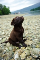 Picture of Chocolate Labrador Retriever puppy looking up