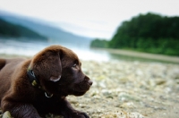 Picture of Chocolate Labrador Retriever puppy lying at the beach. 
