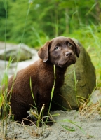 Picture of Chocolate Labrador Retriever puppy sitting at the beach