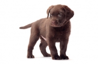 Picture of chocolate Labrador Retriever puppy in studio