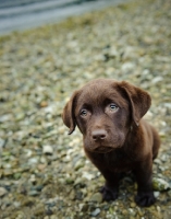 Picture of Chocolate Labrador Retriever puppy looking up