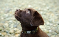 Picture of Chocolate Labrador Retriever puppy head shot looking up
