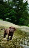 Picture of Chocolate Labrador Retriever puppy standing in the water.