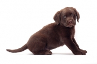 Picture of chocolate Labrador Retriever puppy, sitting down