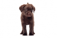Picture of chocolate Labrador Retriever puppy on white background