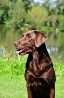 Picture of chocolate Labrador Retriever portrait