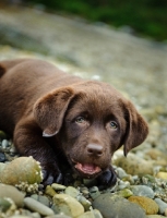 Picture of Chocolate Labrador Retriever puppy lying in the beach.