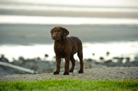 Picture of chocolate Labrador Retriever puppy