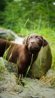 Picture of Chocolate Labrador Retriever puppy standing at the beach