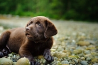 Picture of Chocolate Labrador Retriever puppy lying in the beach.