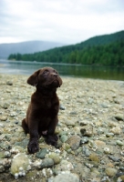 Picture of Chocolate Labrador Retriever puppy looking up