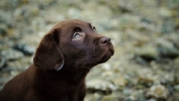 Picture of Chocolate Labrador Retriever puppy head shot looking up