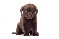 Picture of chocolate Labrador Retriever puppy sitting on white background