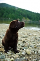 Picture of Chocolate Labrador Retriever puppy looking up