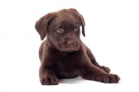 Picture of chocolate Labrador Retriever puppy lying down