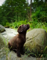 Picture of Chocolate Labrador Retriever puppy looking up.