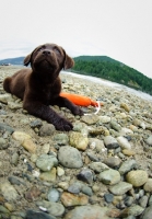 Picture of Chocolate Labrador Retriever puppy lying on the beach.