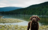 Picture of Chocolate Labrador Retriever puppy posing.