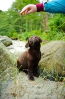 Picture of Chocolate Labrador Retriever puppy looking up at owners hand.