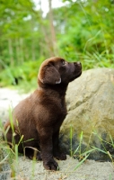Picture of Chocolate Labrador Retriever puppy sitting looking up