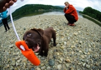 Picture of Chocolate Labrador Retriever puppy Playing with a toy.