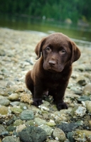 Picture of Chocolate Labrador Retriever puppy sitting 