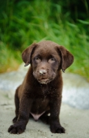 Picture of Chocolate Labrador Retriever puppy sitting on beach with sand on face.