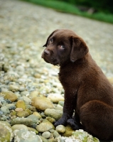 Picture of Chocolate Labrador Retriever puppy sitting at the beach