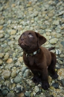 Picture of Chocolate Labrador Retriever puppy looking format