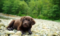 Picture of Chocolate Labrador Retriever puppy lying in the beach.