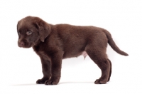 Picture of chocolate Labrador Retriever puppy, side view