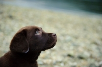 Picture of Chocolate Labrador Retriever puppy head shot looking up