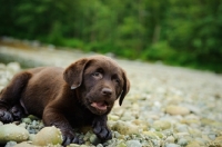 Picture of Chocolate Labrador Retriever puppy lying in the beach.