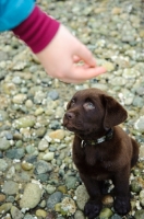 Picture of Chocolate Labrador Retriever puppy looking up at owner's hand